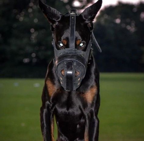 Dog Muzzle Aesthetic, Doberman Muzzle, Scary Dog, Angry Dog, Big Dog Breeds, Scary Dogs, Scary Animals, Dangerous Dogs, Doberman Dogs