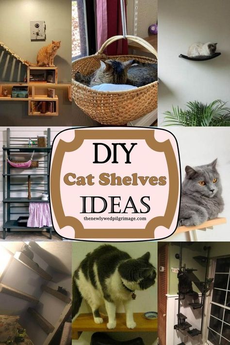 20 DIY Cat Shelves Ideas Diy Cat Shelf, Diy Cat Shelves, Floating Cat Shelves, Katt Diy, Cat Climbing Wall, Chat Diy, Cat Shelf, Cat Wall Shelves, Diy Cat Tree