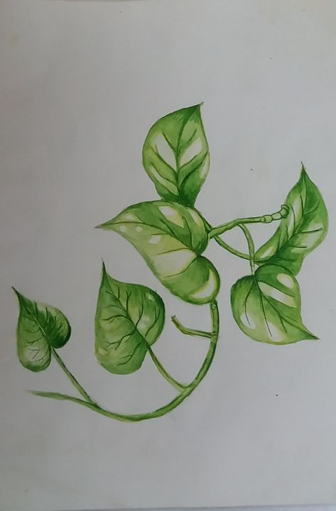 Climber Plant Drawing, Money Plant Illustration, House Plant Leaf Tattoo, Money Tree Plant Drawing, Pothos Drawing Simple, Colored Pencil Plant Drawing, Watercolor Leaf Tattoo, Pathos Drawing, Plant Drawing Realistic