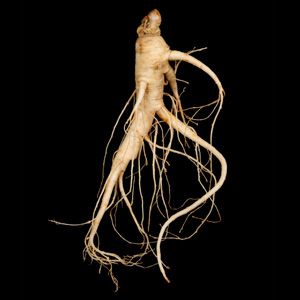 Ginseng root good for your health, as an aphrodisiac and in Sam Gae Tang! Very useful Bbq Chicken Rub, Rock Climbing Training, Quick Hair Growth, Herbs To Grow, Chicken Rub, Ginseng Root, Commitment Rings, Oncology Nursing, Quick Hair