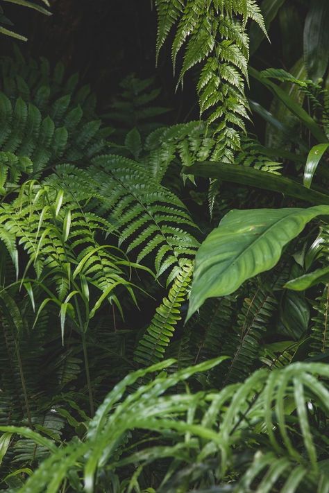 Jungle Leaves Photography, Tropical Plants Photography, Tropical Leaves Photography, Nature Mood Board Inspiration, Foliage Aesthetic, Foliage Reference, Foliage Photography, Full Sun Container Plants, Rainforest Leaves