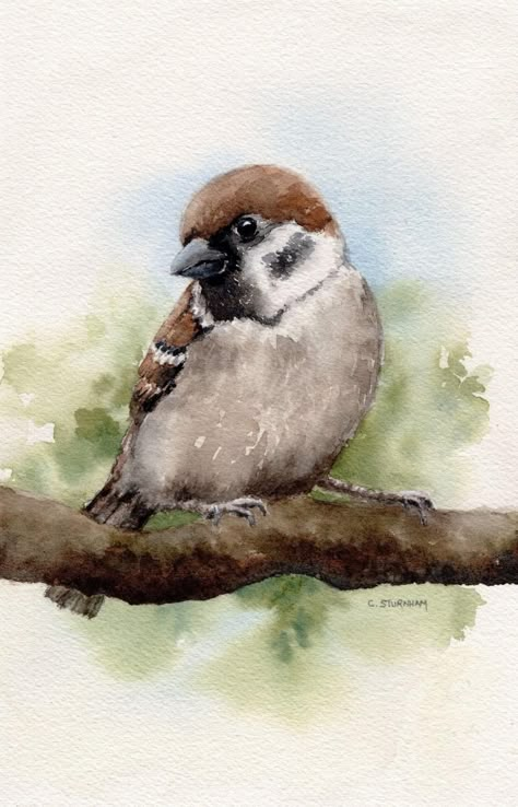 Bird Drawing Easy, Drawing Easy Pencil, Simple Bird Drawing, Shading Pencil, British Wildlife Art, Bird Watercolor Art, Sparrow Art, Drawing S, Bird Watercolor Paintings