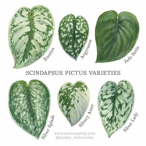 Satin Pothos, Leaf Identification, Scindapsus Pictus, نباتات منزلية, Philodendron Plant, Pothos Plant, Trailing Plants, Plant Identification, House Plants Decor