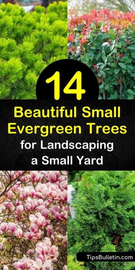 Discover how to landscape your small yard with a low growing conifer or evergreen tree. Plant picea glauca, arborvitae thuja, juniperus, and other small evergreens to fill your space with blue-green foliage all year round. #smallevergreentrees #dwarfevergreentrees #evergreensforsmallyards Small Evergreens, Evergreen Trees Landscaping, Evergreen Landscape Front Yard, Small Landscape Trees, Arborvitae Landscaping, Bushes In Front Of House, Trees For Garden, Trees For Landscaping, Evergreens For Shade