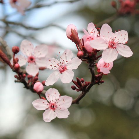 Frühling Wallpaper, Flower Reference, Cherry Blossom Theme, Tattoo Plant, Blossom Wallpaper, Cherry Blossom Wallpaper, Sakura Bloom, Sakura Flowers, Cherry Flower