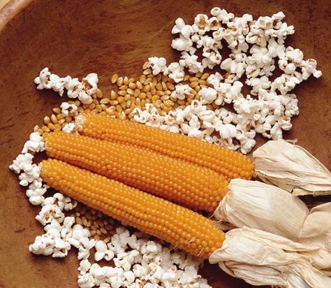 Grow Your Own Popcorn Corn Plants Popcorn Seeds, Vegetables In Pots, Growing Vegetables In Pots, Edible Landscape, Gardening With Kids, Plant Corner, Homemade Popcorn, Edible Gardens, Popcorn Kernels