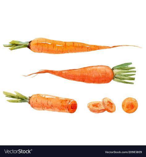 Carrot Watercolor, Carrot Water, Carrot Illustration, Carrot Drawing, Inspo For Drawing, White Heaven, Watercolor Vector, Food Drawings, Logos Ideas