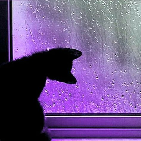 Violet Aesthetic, Purple Vibe, Purple Wall, Dark Purple Aesthetic, My Favourite Things, A Black Cat, Purple Cat, Purple Walls, Purple Love