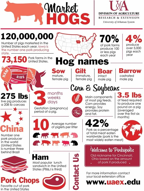 4 H Pig Poster Ideas, Show Pigs Tips, 4 H Poster Ideas, Pig Raising, 4-h Poster Ideas, Agriculture Education Classroom, Agriculture Classroom, Agriculture Facts, Ag Classroom