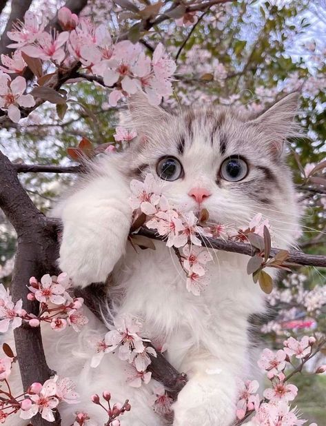 Persian Cat Wallpaper Gatos, Image Chat, Cat Flowers, Cute Cat Wallpaper, Cute Cats Photos, Cat Photography, Cat Aesthetic, Cat Decor