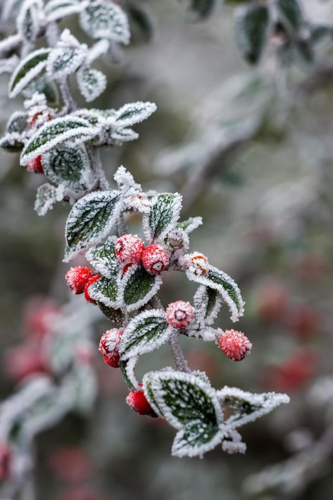 Download the Red Cotoneaster berries covered with hoar frost on a cold winters day 6825926 royalty-free Stock Photo from Vecteezy for your project and explore over a million other images and backgrounds. Winter Reference Photo, Winter Cover Photos, Winter Dinner Party, Fruit Berries, Winter Plants, Flower Boutique, Winter Images, Winter Dinner, Things To Paint