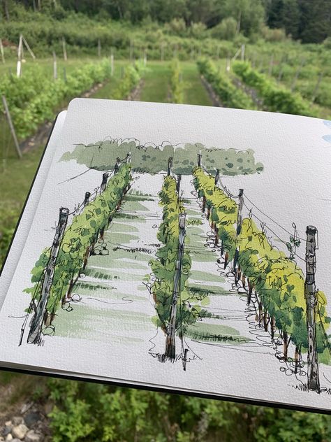 Les vignes Wall Murals Painted Diy, Shari Blaukopf, Vineyard Art, Presentation Board Design, Ink Pen Art, Pen And Wash, The Sketchbook, Wine Label Design, Watercolor Books