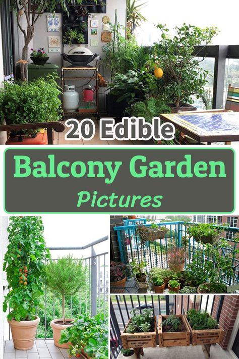 Balcony Edible Garden, Mini Patio Garden, Garden On A Balcony, Witch Garden Balcony, Herbs Garden Balcony, Growing Food In Small Spaces, Balcony Vegetable Garden Ideas Apartment, Garden On The Balcony, Herb Garden Small Patio