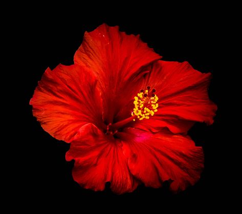 Propagate Hibiscus, Red Flower Design, Red Hibiscus Flower, Flowers Black Background, Red Icons, Fleur Orange, Flower Icons, Flower Nail Designs, Nothing But Flowers