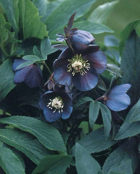 Hellebores - a beautiful flower that gives bloom only in Winter.  One of the first flowers to bloom after crocus...hard to fin in any color but whie,green and purple here. Black Plants, Goth Garden, Lenten Rose, Gothic Garden, Black Garden, Have Inspiration, Woodland Garden, Blooming Rose, Shade Plants