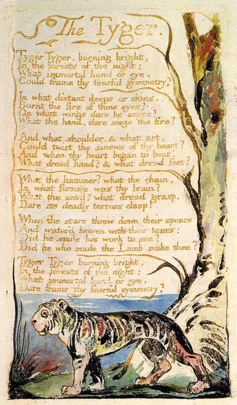 William Blake (English, 1767-1827) Songs Of Innocence and Of Experience: Shewing the Two Contrary States of the Human Soul, circa 1789-1794 More William Blake on hideback The Tyger William Blake, Poem Book Design, Poetry Book Aesthetic, William Blake Art, Tyger Tyger, Poem Illustration, Poetry Illustration, Illustrated Poetry, Bright Forest