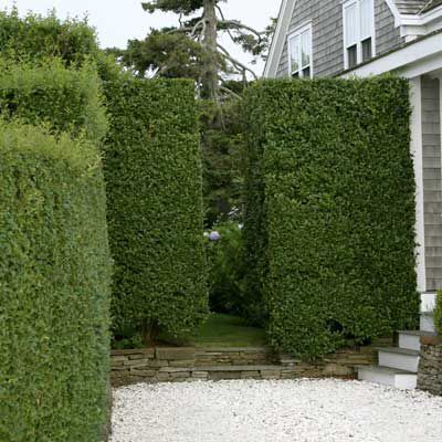 Privet Hedge: A Quick Guide to Planting and Pruning - This Old House Stockade Fence, Privet Hedge, Noise Barrier, Concrete Path, Garden Hedges, Privacy Hedge, Living Fence, Grasses Landscaping, This Old House