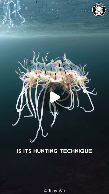 1 Minute Animals 🌀 on Instagram: "Flower Hat Jelly 🪼 Bioluminescent Ocean Marvel!   #flowerhatjelly #jellyfish #bioluminescent #bioluminescence #wildlife #sealife #oceanlife #deepsea #deepseacreatures #oceancreatures" Flower Hat Jellyfish, Bioluminescent Ocean, Ocean Beauty, Deep Sea Creatures, Flower Hat, Flower Hats, Gods Creation, Ocean Creatures, Sealife