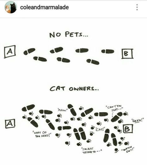 Cat Owner Humor, Cat Owner, Im Trying, Cat Owners, Cats Meow, Cat Lady, Kittens Cutest, Funny Cats, Kittens