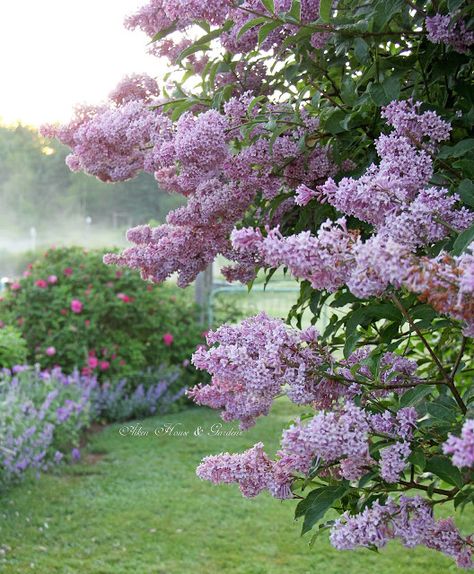 Aiken House & Gardens: #Lilac Favs #flowers #garden #spring Lilac Garden Aesthetic, Lilac Tree Aesthetic, Lilac Garden Ideas, Lilac Landscaping, Lilac Bush Landscaping, French Lilacs, Lilac Hedge, Lilacs Flowers, Lilac Trees