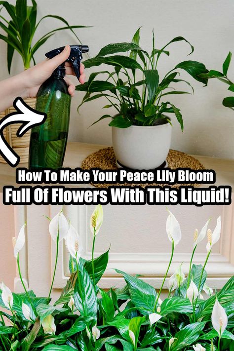 Peace Lily Indoor, Peace Lily Plant Care, Lilly Plants, Peace Lily Flower, Peace Lily Care, Lily Plant Care, Peace Lilies, Orchid Plant Care, Lily Plant