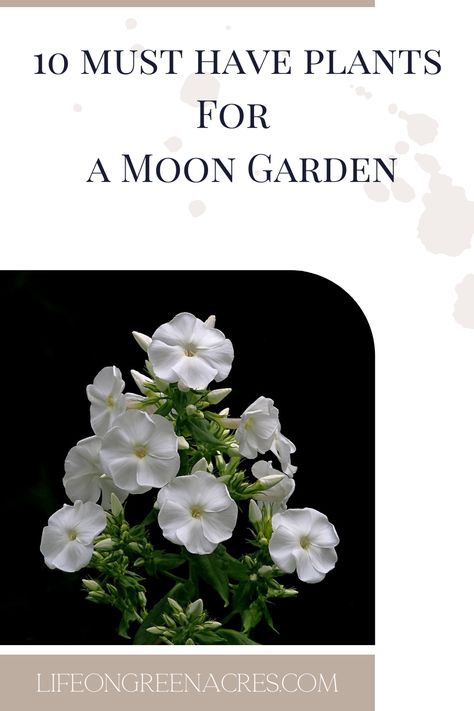 White Perrenial Flowers Part Sun, Moon Gardens, Houseplant Tips, Garden Ideas Uk, Silver Garden, Spanish Lavender, Fairy Moon, Panicle Hydrangea, Plants Uk