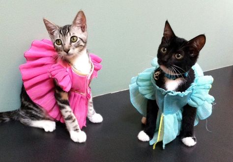 Cats dressed as princesses  Image source: Found Animals Chip  Even your kitties can be pretty, pretty princesses. Dress? Check. Now all that's needed is a good pair of shoes. Halloween Pet Safety, Cats In Costumes, Cats In Clothes, Pet Parade, Cat Dress, Cat Dresses, Funny Bunnies, Kittens Funny, Funny Cat Memes