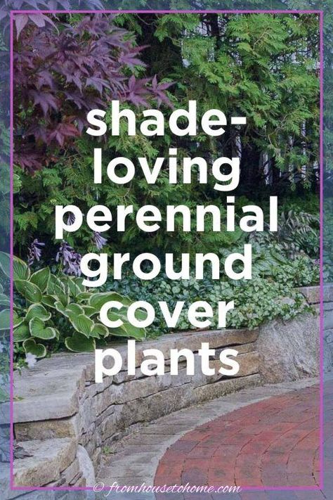 Ground Cover Plants Shade, Ground Cover Shade, Part Shade Perennials, Plants For Shade, Ground Orchids, Perennial Ground Cover, Plants Under Trees, Flowering Perennials, Virginia Bluebells