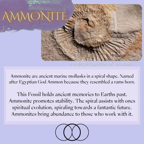 🐚 Stone Kingdom, Ram Horns, Ammonite Fossil, Spiral Shape, Sea Witch, Out Of My Mind, Egyptian Gods, Holistic Healing, Healing Properties