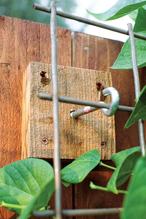 Hops Vine, Cheap Fence, Diy Fence, Vegetable Garden Design, Garden Yard Ideas, Garden Trellis, Yard And Garden, Garden Structures, Veggie Garden