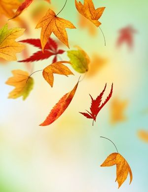 Autumn Handicrafts, Fall Leaves Activities, Blowin' In The Wind, Golden Autumn, Seasons Autumn, Fabulous Fall, I Love Fall, Seasons Of The Year, Autumn Beauty