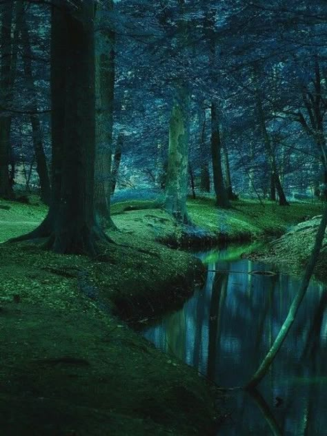 The deep forest was silent, except for the soft sound of trickling water from the clear stream, running slowly alongside the moist, mossy ground.... Enchanted Places, Dark Naturalism, Dark Green Aesthetic, Tall Trees, Deep Forest, Magical Forest, Into The Woods, Alam Yang Indah, Dark Forest