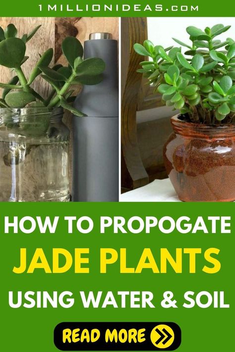 The Easiest Way To Propagate Jade Plants: Using Water Or Soil How To Propagate Jade Plant In Water, Jade Plant Propagation, Plant In Water, Money Plants, Jade Succulent, Jade Plant, Crassula Ovata, Jade Plants, Easy Plants