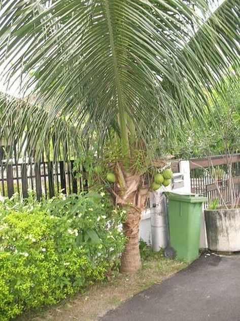 Don't let the word "dwarf" fool you when it comes to coconut trees. There's nothing dwarf about the Malayan dwarf coconut palm, unless you consider a height of 30 to 60 feet small. Dwarf coconut trees make great specimen or street trees in the tropical zones of the country. Coconut Tree Landscape, Tree Garden Ideas, Coconut Girl Aesthetic Outfits, Indoor Tree Plants, Coconut Aesthetic, Aesthetic Coconut Girl, Aesthetic Coconut, Florida Landscape, Southern Plantations