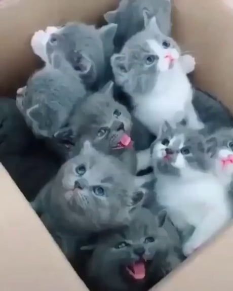 Box Of Kittens, Cutest Cats Ever, Animal Anime, Anime Nails, Cute Little Kittens, Cat Hoodie, Cat Animal, Baby Kittens, Little Kittens