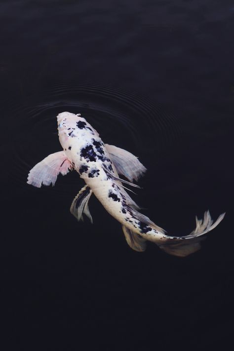 White Koi Fish, Butterfly Koi, Koi Tattoo, Koi Fish Tattoo, Fish Tattoo, Koi Fish, Koi, Swimming, Fish