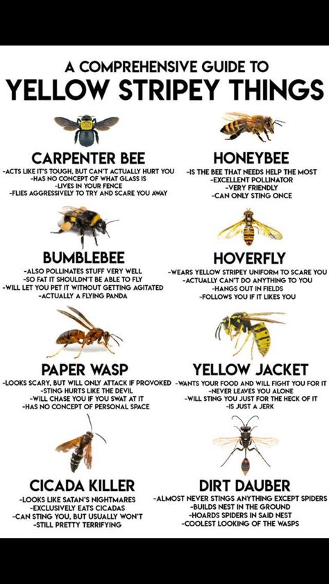 Bee Identification, Insect Identification, Carpenter Bee, Bees And Wasps, Survival Life Hacks, Survival Life, Wilderness Survival, Animal Facts, Save The Bees