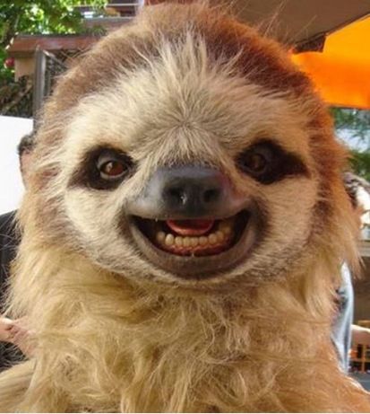 Sloth Photos, Sloth Meme, Cute Sloths, Sloth Life, Sloth Art, Silly Photos, Sloths Funny, Sloth Lovers, Baby Sloth