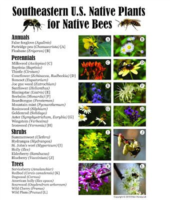 Using Georgia Native Plants: Native Plants for Native Bees Georgia Gardening, Pollinator Garden Design, Native Plant Landscape, Native Landscaping, Texas Native Plants, Florida Native Plants, Plant Landscape, Florida Landscaping, Pollinator Plants