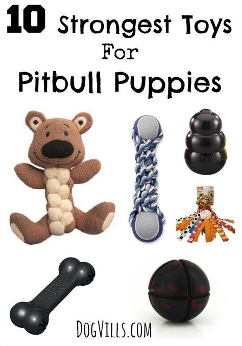 Does your pitty keep destroying all his toys within minutes? You need better toys! Check out these 10 strongest toys for pitbull puppies! No guarantees that they'll last forever, but at least they'll slow him down! Lou Dog, Grooming Business, Beaded Dog Collar, Pitbull Puppy, Working Dog, Dogs Pitbull, Labrador Retriever Puppies, Rottweiler Puppies, Pitbull Puppies