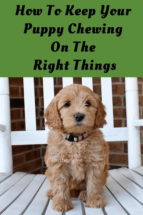 Puppy Pens, Cheap Puppies, Golden Doodle Dog, Small Puppy, Golden Doodles, Daisy Mae, Puppy Chewing, Cute Dog Photos, Puppy Play