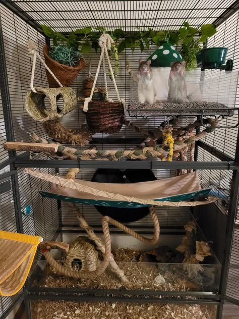 Crochet Pet Rat Toys, Cool Rat Cages, Proper Rat Cage, Ray Cage Ideas, Pet Rat Cages Aesthetic, Small Animal Cage Ideas, Rat Cage Decoration Ideas, Rat Habitat Ideas, Natural Rat Cage Setup