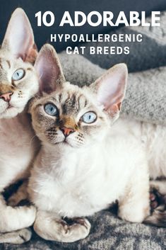 Hypoallergenic Cat Breeds, Cornish Rex Kitten, Cute Tiny Dogs, Cat Allergy, Cats That Dont Shed, Devon Rex Kittens, Cat Breeds Hypoallergenic, Devon Rex Cat, Bunny Chow