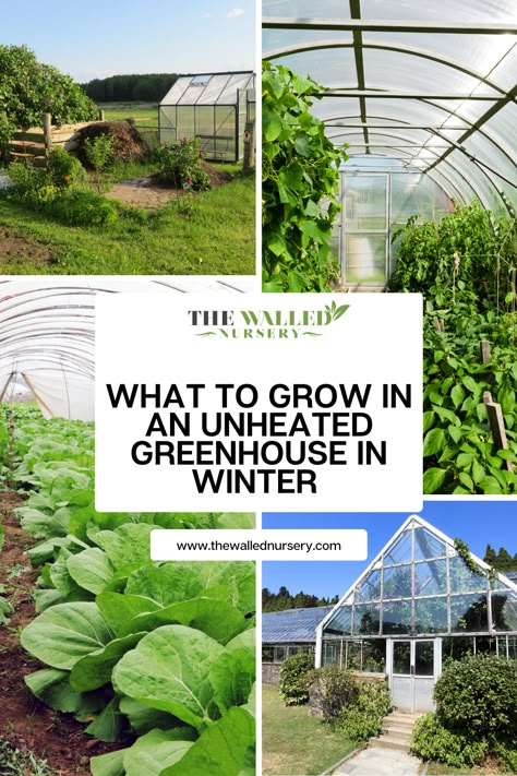 While outdoor gardening may be limited due to the colder temperatures, an unheated greenhouse can provide a protected environment for a variety of crops. So, what can you grow in an unheated greenhouse? Add On Greenhouse, Hoop Green House Ideas, Greenhouse Herb Garden, Greenhouse Food Garden, Greenhouse Winter Gardening, All Season Greenhouse, Walapini Greenhouse, Greenhouse Garden Ideas, In Ground Greenhouse