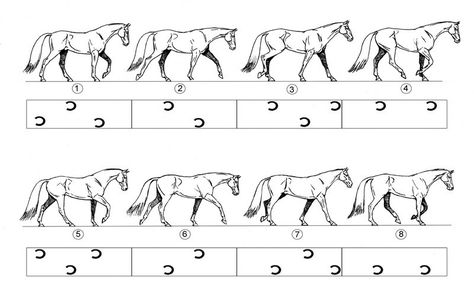 Animal Walk Cycle, Animation Cycle, Horse Walking, Walking Animation, Principles Of Animation, Horse Animation, Learn Animation, Walk Cycle, Horse Hoof