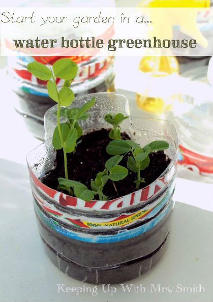 start your garden in a water bottle greenhouse, container gardening, gardening, repurposing upcycling Bottle Greenhouse, Penny Ball, Homesteading Family, Juice Carton, Garden Frogs, Seedling Pots, Starting Seeds Indoors, Herbs Garden, Seed Starter