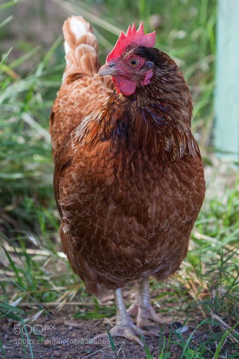 The Brown One by Chewstar Chicken Pictures, Hen Chicken, Beautiful Chickens, Poultry Farm, Cute Chickens, Chicken Art, Pet Chickens, Exotic Birds, Photoshop Photography