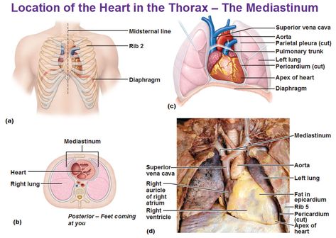 Heart Location Anatomy, Anatomy Of The Heart, Cardiac Anatomy, First Aid Kit Checklist, Heart Location, Gross Anatomy, Heart Anatomy, Aid Kit, First Aid Kit