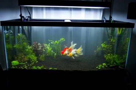 Aeration | Fancy Goldfish Wikia | Fandom Aesthetic Fish, Comet Goldfish, Goldfish Plant, Oranda Goldfish, Fish Aesthetic, Goldfish Aquarium, Pet Goldfish, Fish Aquarium Decorations, Fish Tank Themes