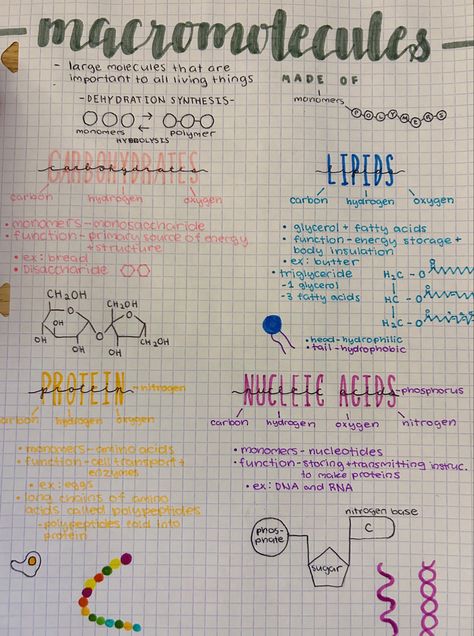 Macromolecules Biology Project, Biology Notes Macromolecules, Biology Notes Properties Of Water, Monomers And Polymers, Biology Carbohydrates Notes, Bacteria Notes Aesthetic, Lipids Notes Biology, Carbohydrates Notes Biology, Life Processes Biology Notes Class 10 Aesthetic